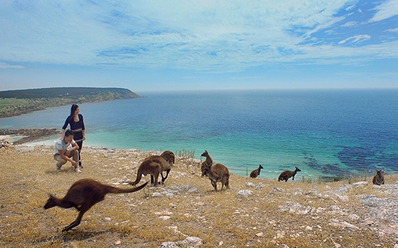 kangoeroes-in-australie