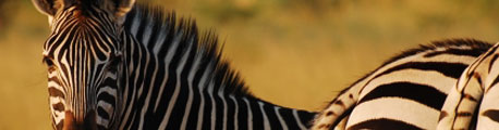 Namibi&euml;