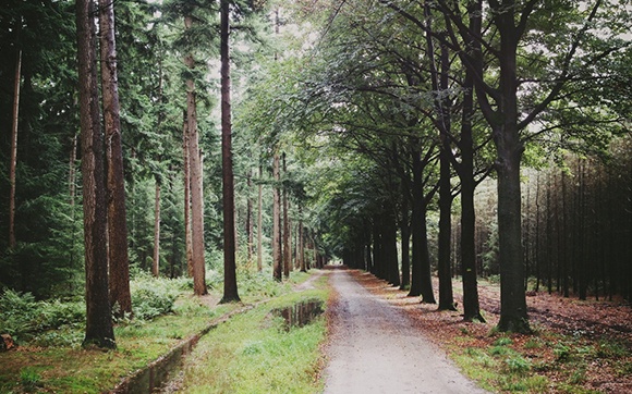 landschap-noord-brabant
