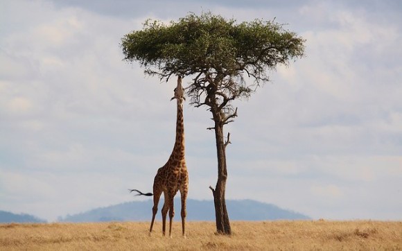 Kenia