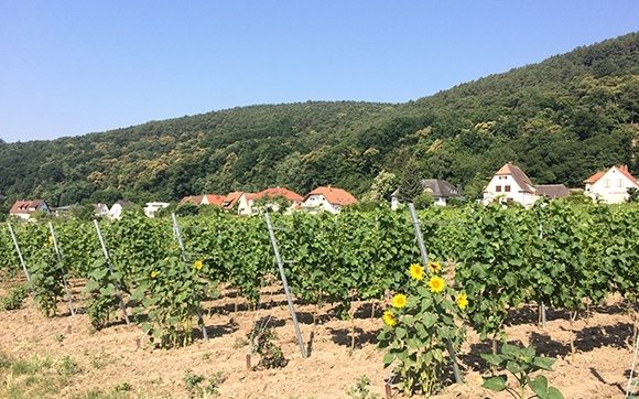 Duitland Pfalz dorp 2