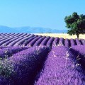 Ga op vakantie in Frankrijk en geniet van de Provence Ga op vakantie in Frankrijk en geniet van de Provence
