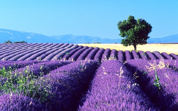 lavendel