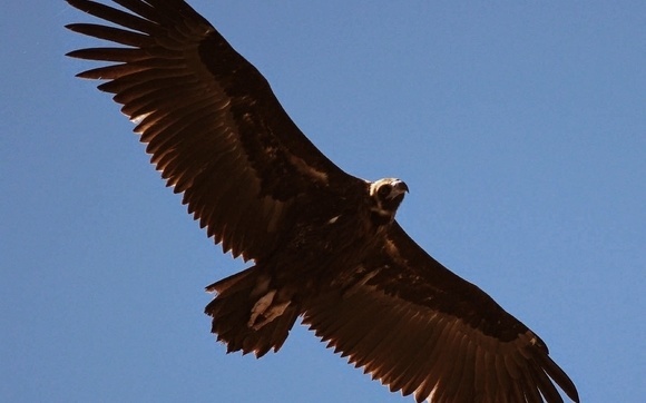 roofvogel